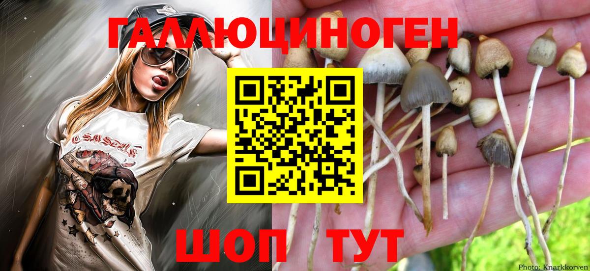 Псилоцибиновые грибы Cubensis Ахтубинск